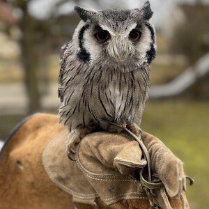 Lebende Eulen besuchen die Kinder im Franziskus Kindergarten, Naturpark Kita mit Krippe