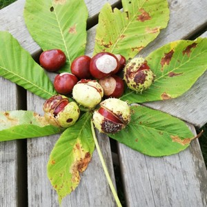 Naturbegegnung